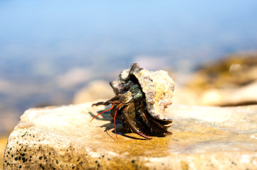 little hermit crab on stone