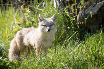 Corsac fox