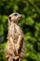 Meerkat