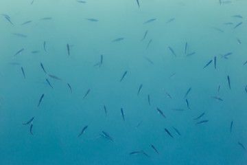 A view from above of many fishes in water, creating a pattern