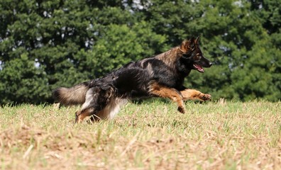 Fototapeta na wymiar rennender schäferhund auf einem Stoppelfeld