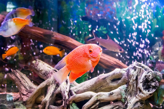 Cichlasoma severum in aquarium