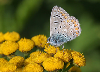 Male European Common Blue butterfly (Polyommatus icarus) feeding on common tansy flowers.