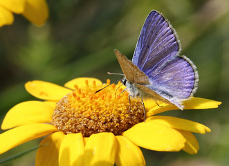 Male European Common Blue butterfly (Polyommatus icarus) feeding on a summer flower.