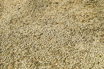 natural dry lentils, dried lentils in large quantities to be marketed,


