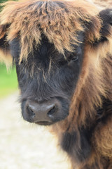 Highland Cattle Bodmin Moor 