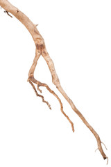 Roots tree