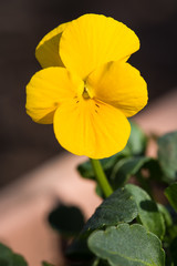 Close up of yellow flower on sunny day. Oshino Hakkai,Japan