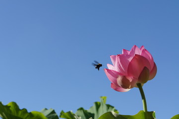 lotus with bee