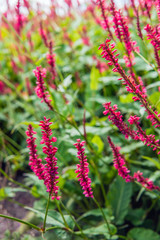 Red flowering Himalayan bistort plants from close
