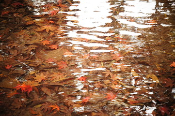 fallen leaves in the pond