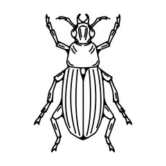 Beetle illustration isolated on white background.