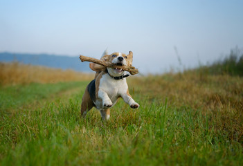 Beagle dog running with a stick in his teeth