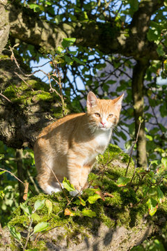 red kitten sitting on a tree