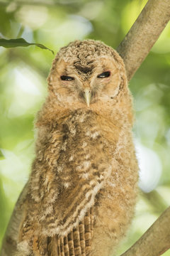 Baby Tawny Owl