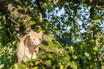 cute red kitten on a tree