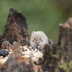 Bank vole rodent Myodes Glareoleus in decaying tree stump in forest landscape