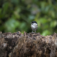 Lovely little Coat Tit bird Periparus Ater on tree in woodland landscape setting