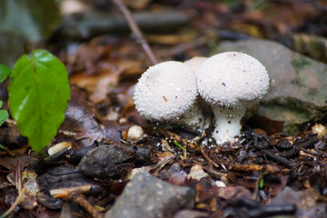 Pilze
