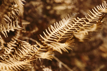 Closeup of a leaf of faded fern.