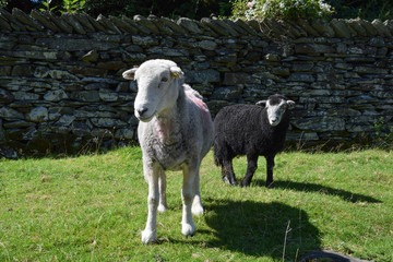 Herdwick Sheep in Elterwater - 167648466