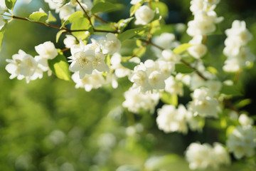 white jasmine flowers in sunny summer evening