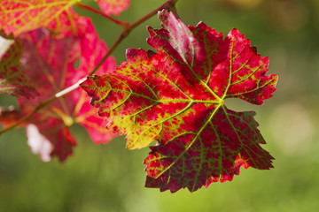Rotes Weinlaub