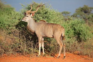Male kudu antelope (Tragelaphus strepsiceros) in natural habitat, South Africa.