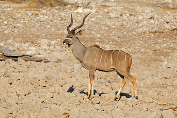 Male kudu antelope (Tragelaphus strepsiceros), Etosha National Park, Namibia.