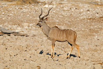 Male kudu antelope (Tragelaphus strepsiceros), Etosha National Park, Namibia. © EcoView