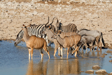 Obraz na płótnie Canvas Kudu antelopes, zebras and blue wildebeest at a waterhole, Etosha National Park, Namibia.