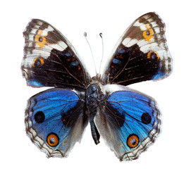 Naklejka na ściany i meble Blue Pansy butterfly
