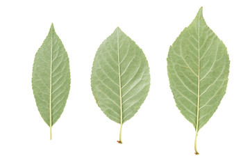 back side of three green leaves from fruit trees isolated on white