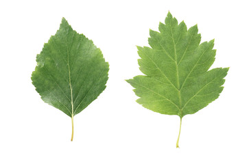 Fototapeta premium two green leaves from linden and hawthorn trees isolated on white