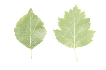 back side of two green leaves from linden and hawthorn trees isolated on white