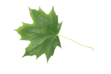 maple green leaf isolated on white