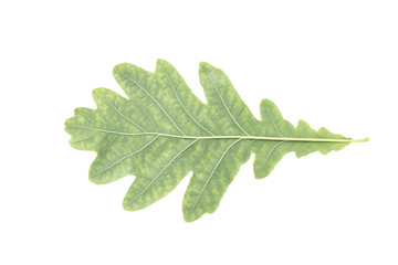 back side of oak green leaf isolated on white