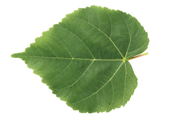 Fototapeta premium linden green leaf isolated on white