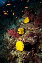 blue-cheeked butterflyfish in the red sea