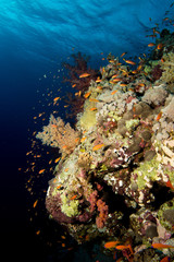 Coral garden in the red sea