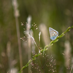Common Blue Butterfly Polyommatus Icarus on grass stem in Summer meadow