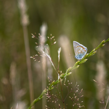 Common Blue Butterfly Polyommatus Icarus on grass stem in Summer meadow © veneratio