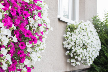 Fototapeta na wymiar Vibrant white and pink petunia - surfinia flowers in wall mounted hanging basket