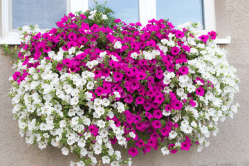 Vibrant white and pink petunia - surfinia flowers in wall mounted hanging basket