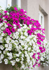 Vibrant white and pink petunia - surfinia flowers