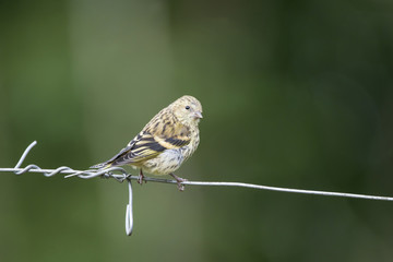 Beautiful Siskin bird Spinus Spinus on barb wire in forest landscape setting