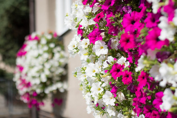 Vibrant white and pink petunia - surfinia flowers in wall mounted hanging basket - obrazy, fototapety, plakaty