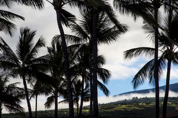 Fototapeta na wymiar Hawaii Palm Tree