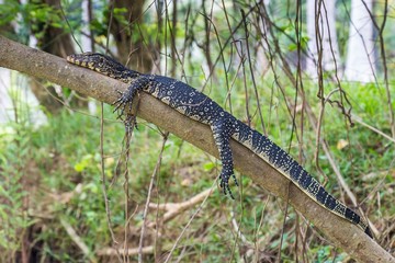 Monitor lizard (varanus bengalensis) in Sri Lanka