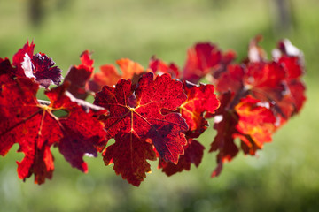 Leaves of grapevines